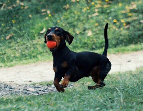 Compost Pet Iniciativa Ciudadana