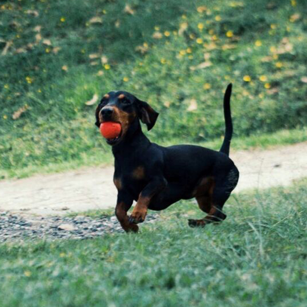 Compost Pet Iniciativa Ciudadana